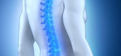 spine
